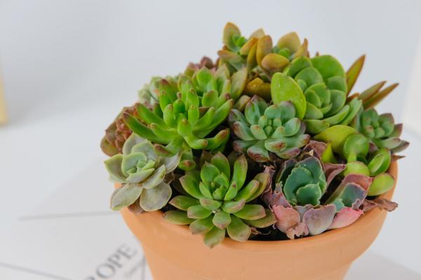 多肉叶子皱巴巴,再这么浇水,全都活不过3天!