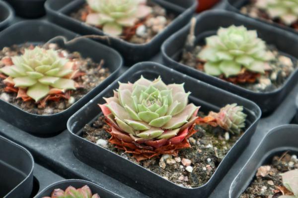 路边捡个蜂窝煤,养多肉蹭蹭长,夏天再也不怕死了!