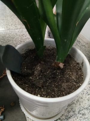 种植君子兰用什么土好