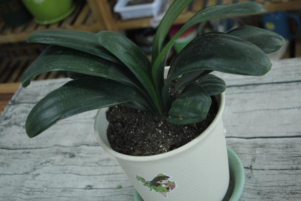 君子兰种子如何催芽