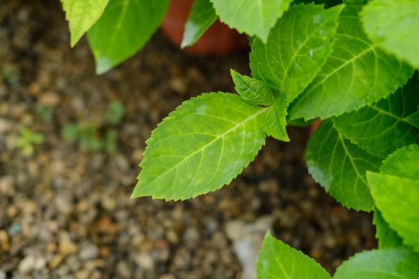 绣球的扦插繁殖