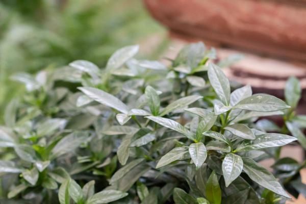 栀子花怎样开花多