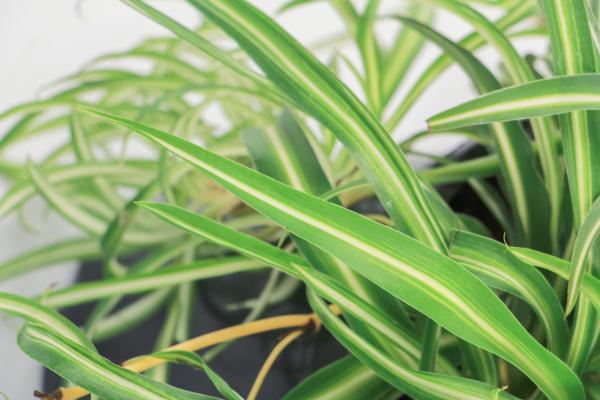 她家的吊兰根比火腿粗，~花盆都撑裂了~  秘诀竟是这...