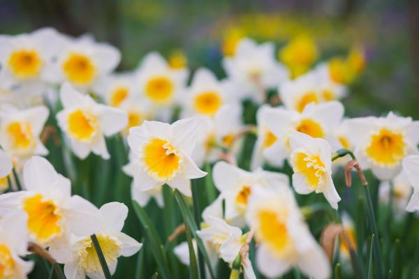 水仙花能养在家里吗