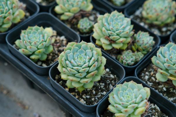 家里的多肉再不管,3天立马死翘翘,想救活都难!