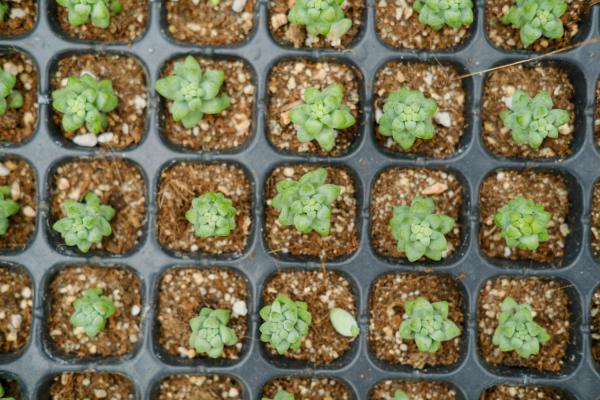 家庭自制多肉肥料方法