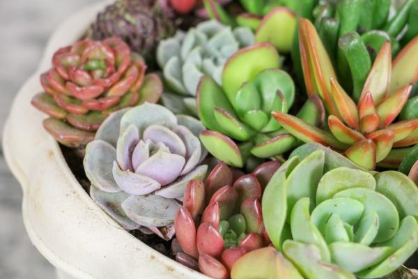 夏天多肉的9个雷区，千万得避开，不然活不过3天！