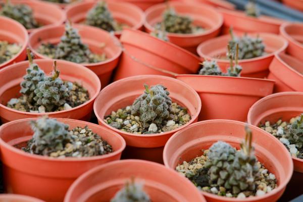 这种多肉一度夏就死?未必!4个技巧就搞定!