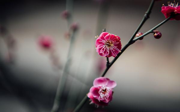 梅花的繁殖方法