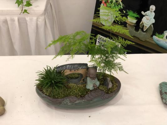 浇花掺点小东西，绿萝文竹…长疯了，呼呼直蹿20米！