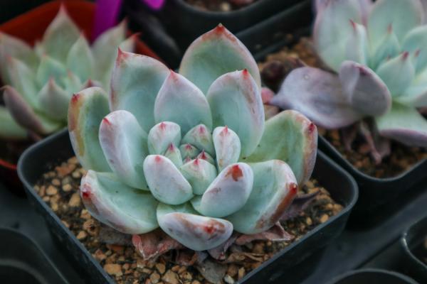 外出3天一回家,多肉全遭殃,真凶竟然是它们!