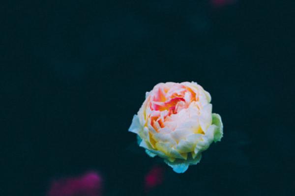 月季开1次就停？赶紧加点料，狂冒花苞再开半年！