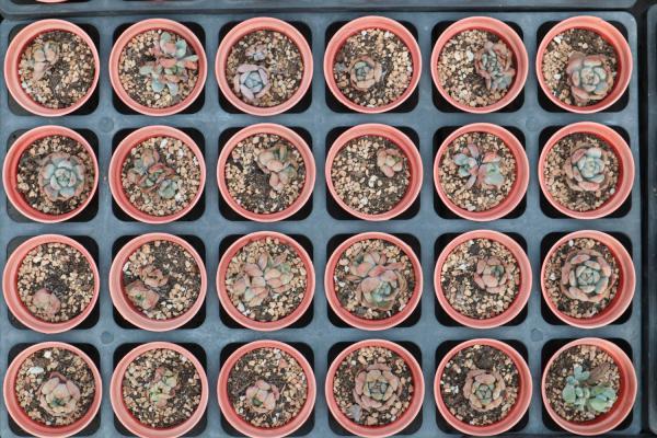 多肉防晒霜，擦越多越不怕晒，胖乎乎过夏天！