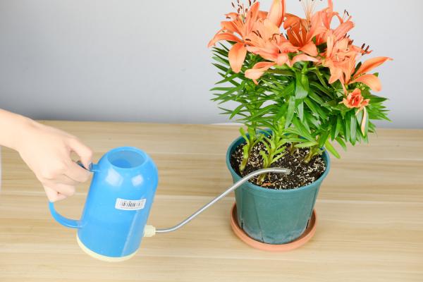 百合花的繁殖方法