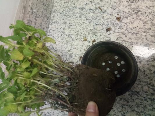薄荷的繁殖方法