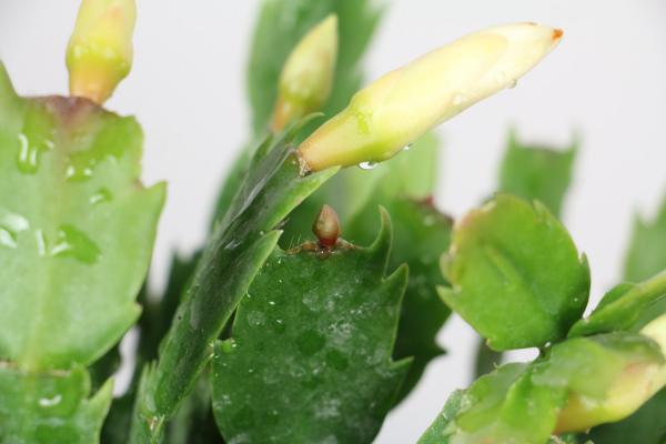 怎么养蟹爪兰长得快