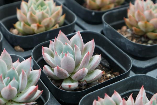 这8种多肉,天一热就死,只剩空盆了!