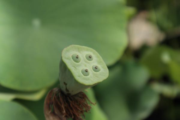 荷花怎么养