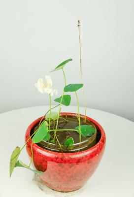 碗莲怎么养