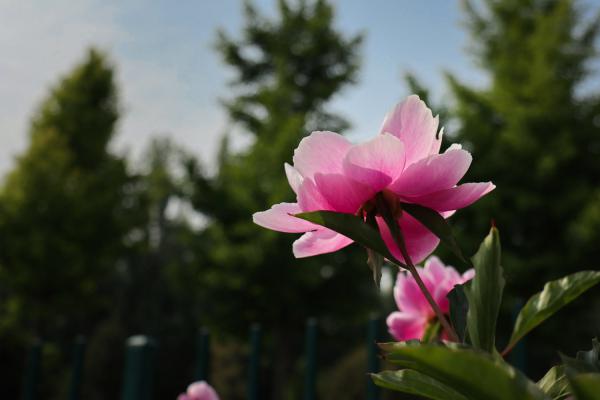 芍药怎么养