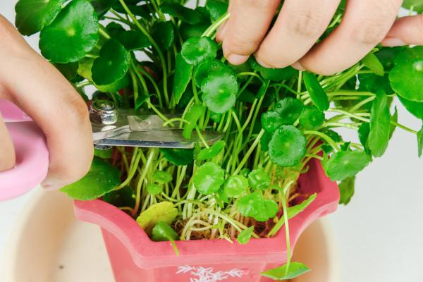 绿萝铜钱草…挖个坑浇点水，突然长疯了，叶子比5个硬币...