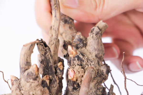 牡丹花的播种方法