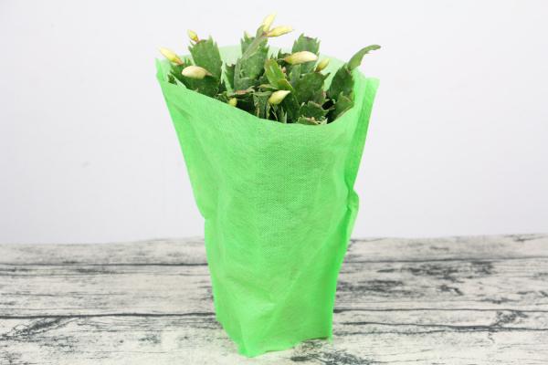 蟹爪兰怎么养爆盆