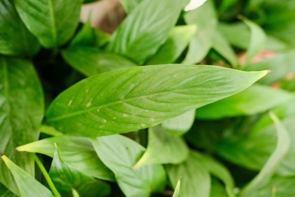 白掌怎么养才能更旺盛