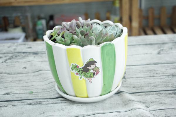 缀化出锦黑腐……这些多肉名词你都不懂，还怎么养好多肉...