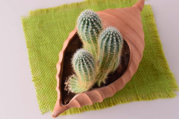 他家的仙人球开花100朵，你家的还在装死？到底为啥？