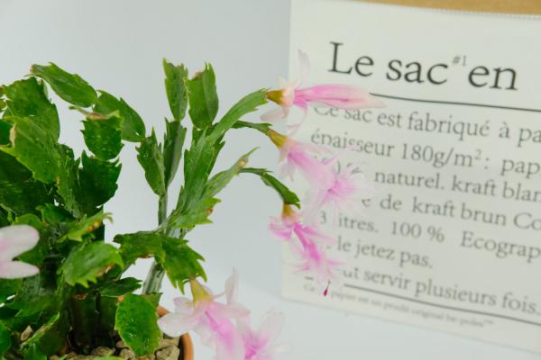 蟹爪兰如何复花