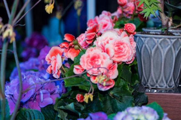 丽格海棠如何爆盆