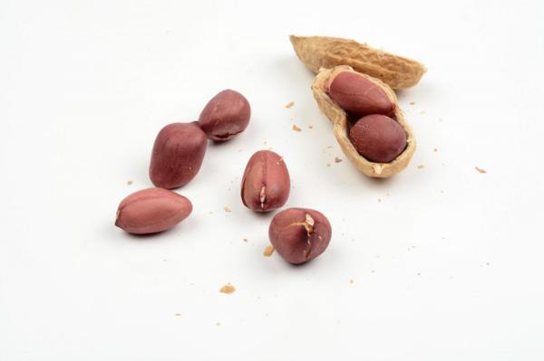 1粒花生扔盆里，长大竟比绿萝还美，1棵结了50个果！