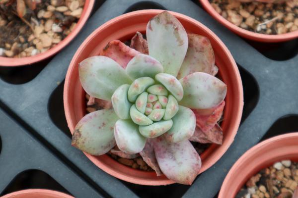 别人的多肉小清新，你的多肉辣眼睛？