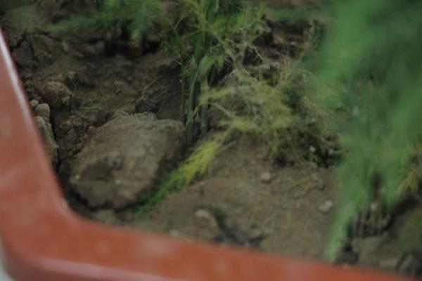 文竹用什么肥料好