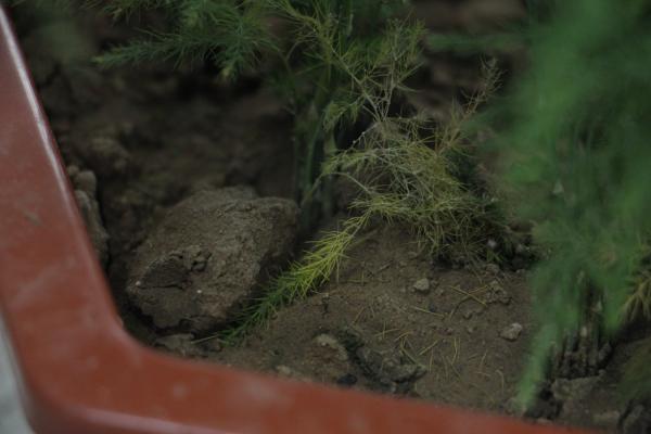 文竹的繁殖方法及注意事项