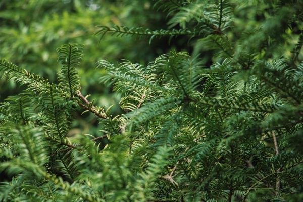 红豆杉冻坏了怎么办