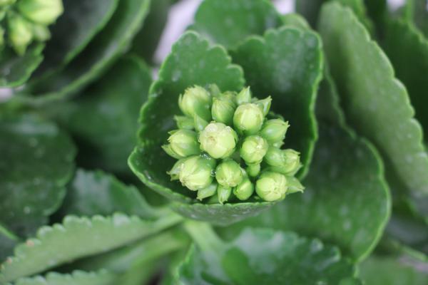 长寿花扦插多久生根