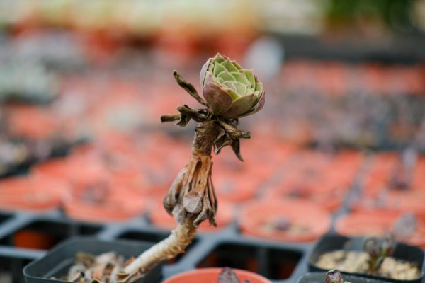 快死的多肉吊起来养,一不小心长成瀑布,阳台都开爆了!