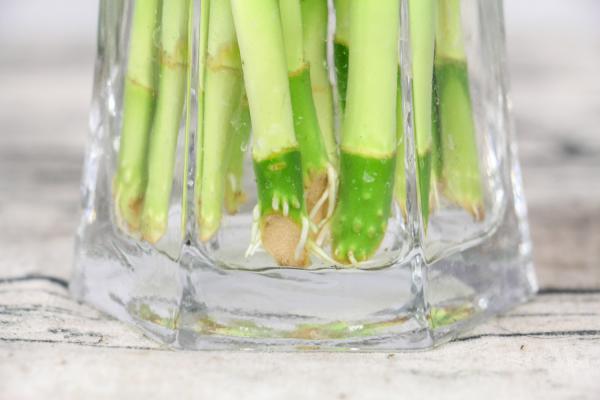 富贵竹怎么养才能长高