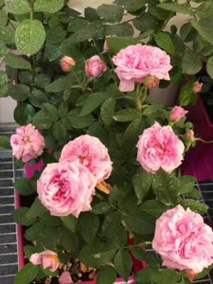 月季盆里撒点它，月月花开爆，根本停不下来！