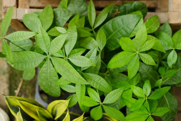 你家的芦荟发财树…从来不开花?只学1招,连开5年不是...