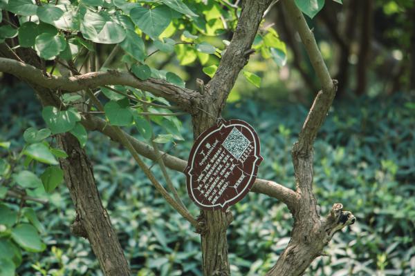 丁香叶子发黑怎么办
