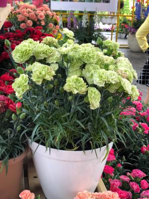 怎么让康乃馨快速开花