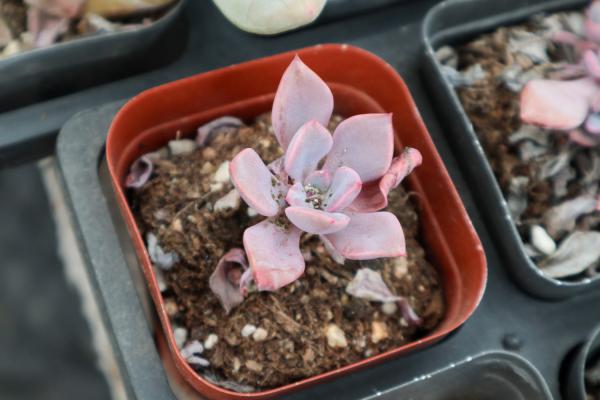 多肉换盆要警惕，方法不对白忙活，换一盆死一盆！