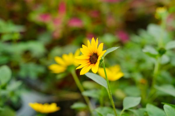春天种1棵向日葵，花比脸盆还大，竟然收获10斤瓜子！