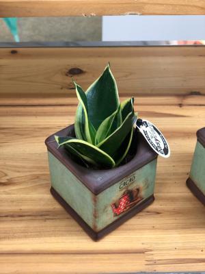 虎皮兰叶子发干怎么办