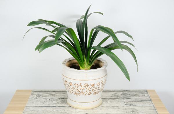 多肉君子兰…长太慢？随手撒点它，立马疯长爆盆！