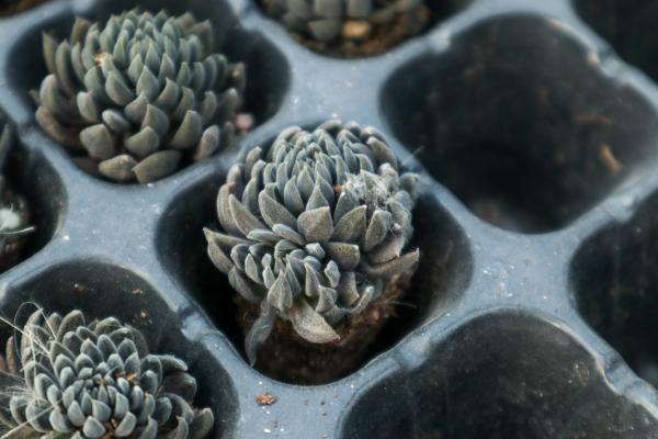 怎么让多肉缀化