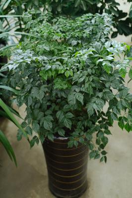 幸福树怎么扦插